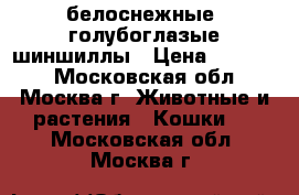 белоснежные  голубоглазые шиншиллы › Цена ­ 12 000 - Московская обл., Москва г. Животные и растения » Кошки   . Московская обл.,Москва г.